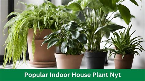 Houseplants Do More Than Just Decorate Your Home. . Popular indoor house plant nyt